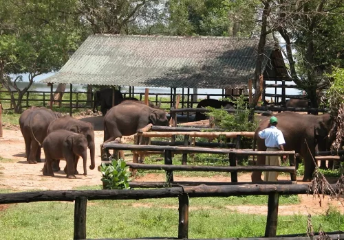 150959-elephant-transit-home-uda-walawe