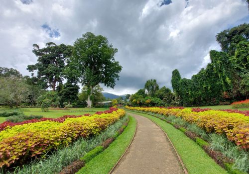 A-path-by-the-landscaped-lawns-with-colourful-fauna-at-the-Peradeniya-Botanical-Garden