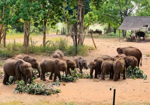 isolatewithchanz_Udawalawe-Elephant-Transfer-Home